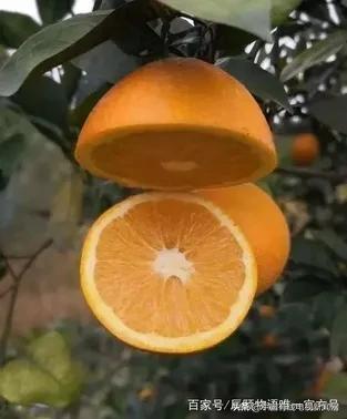 麻阳长寿冰糖橙之乡,麻阳冰糖橙中果和大果哪种好吃