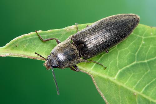 各种神兽小时候的样子,小时候捏过七星瓢虫么