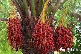 埃及有啥值得购买的,埃及必买东西推荐