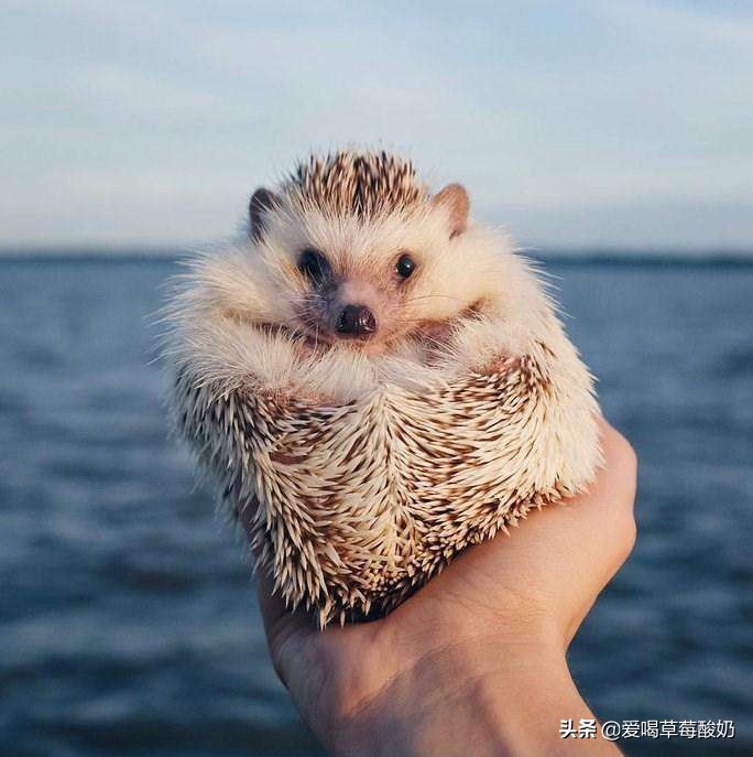 刺猬属于好动物还是坏动物,刺猬是个好东西