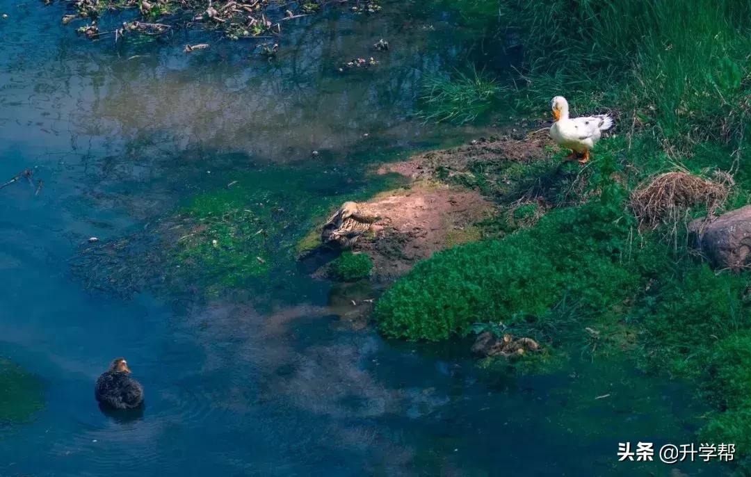 成都看花玩水,成都春游看花
