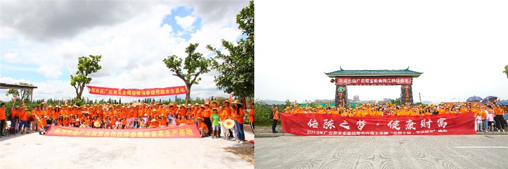 小青柑未来市场的挑战,小青柑品牌打造