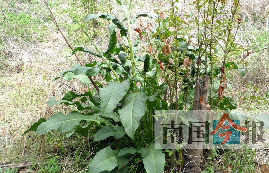 常见的哪几种野菜可吃,能吃的野菜和不能吃的野菜