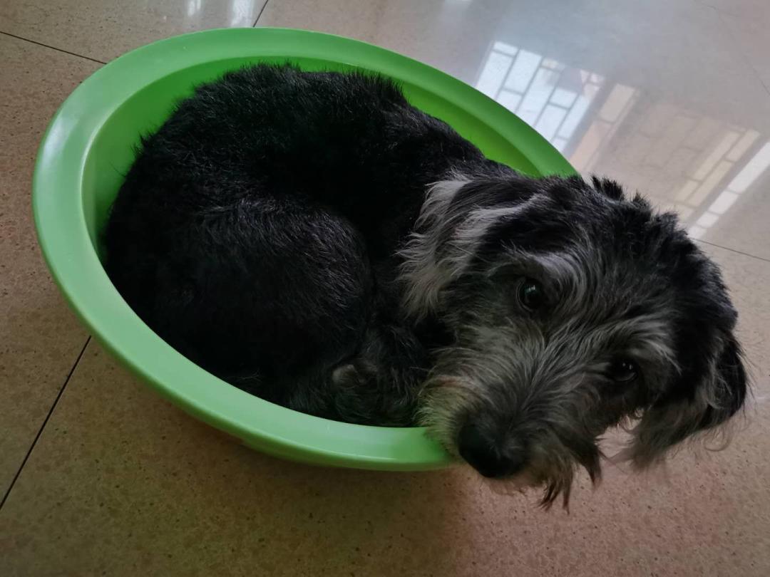 雪纳瑞和贵宾犬哪个更适合孩子,主人寻狗