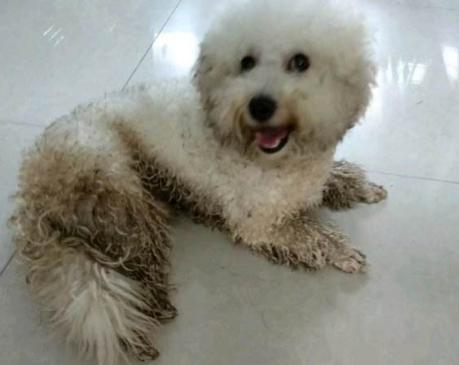 泰迪犬好养还是比熊犬好养,泰迪犬和比熊犬哪个好养