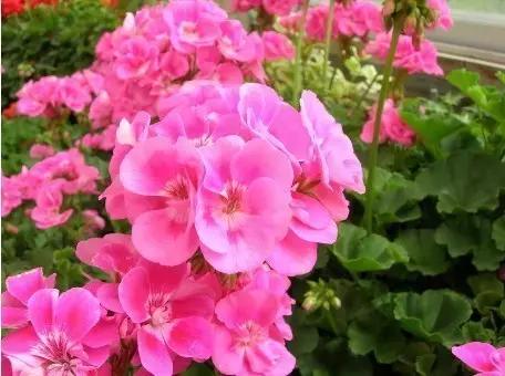 自己养的花不开花怎么回事,为什么我养的花不开花