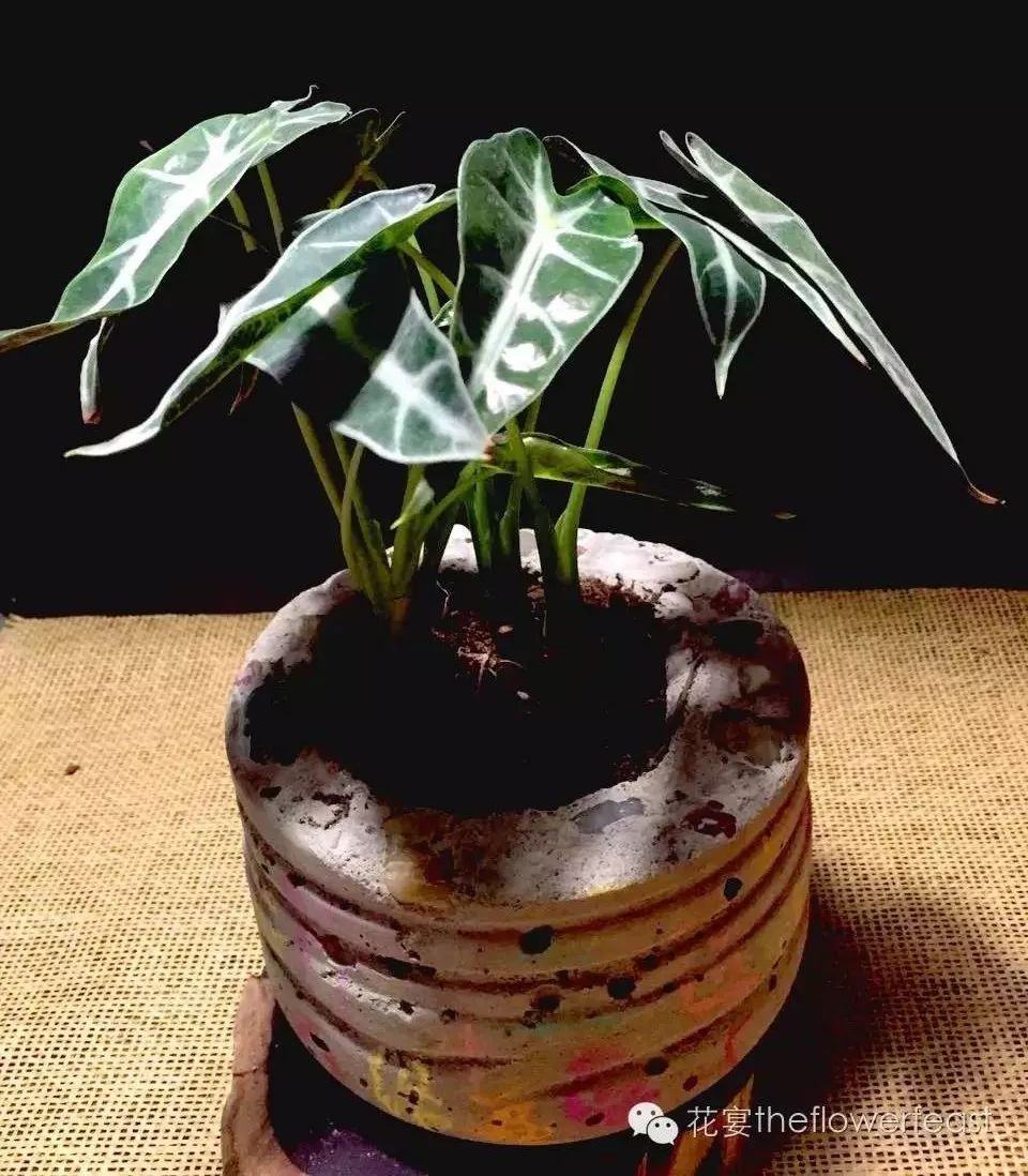 想买水泥自制花盆,diy花盆黏土