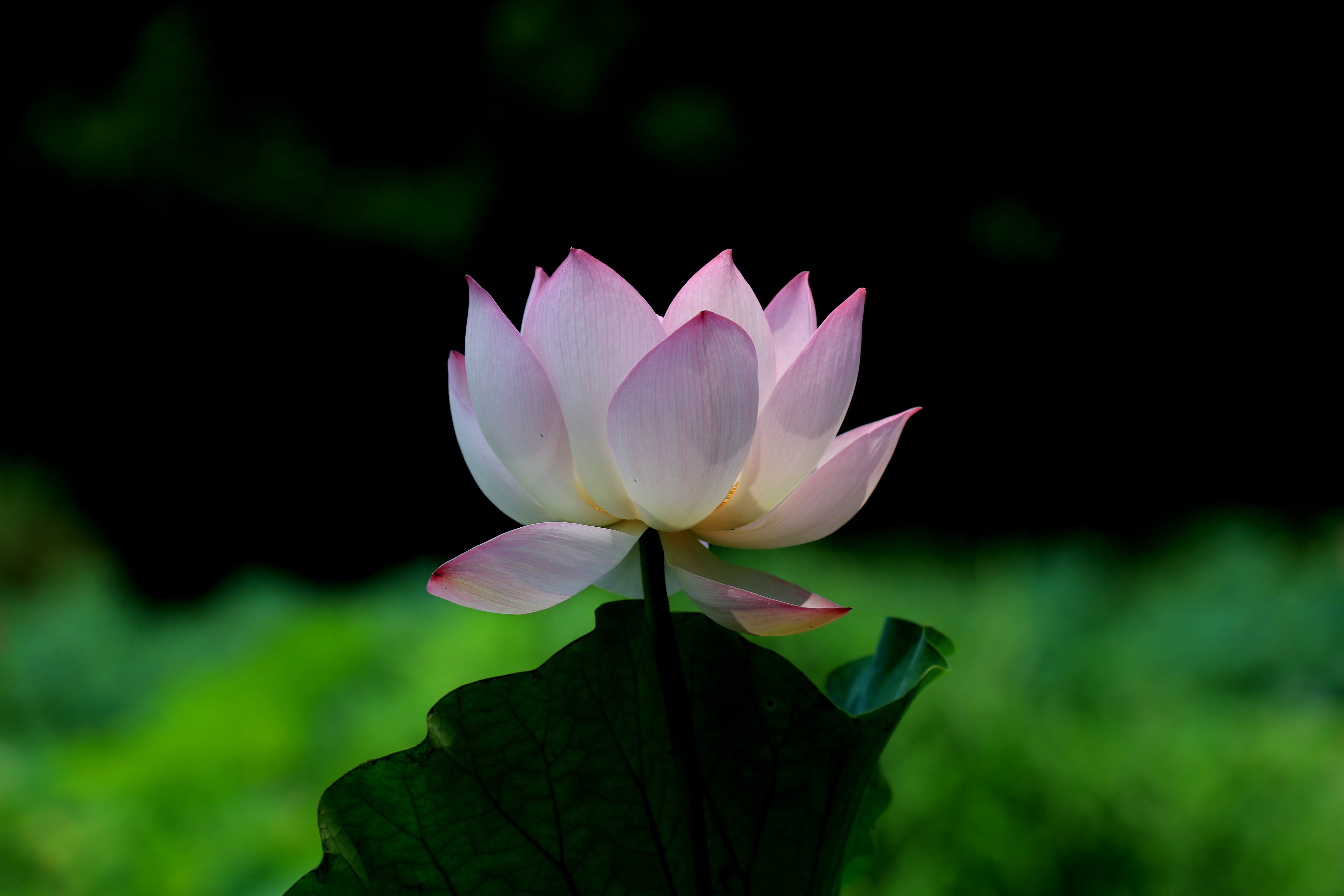 草原夜色美口琴视频,草原夜色美口琴音乐