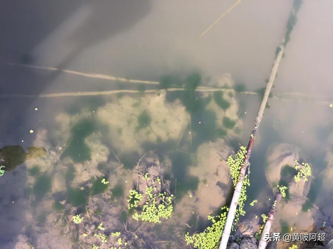 青苔泥用什么洗掉,青泥苔的危害