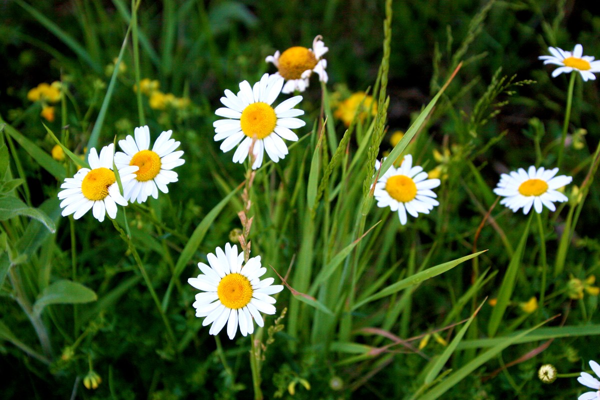 生日鲜花用哪几种花,代表友谊长存和生日快乐花语的花