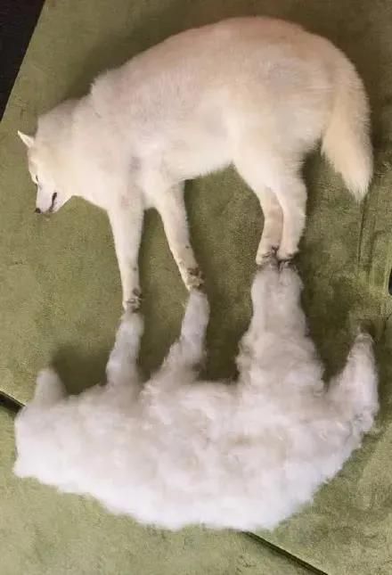 哈士奇剃发前后,哈士奇剃了两道杠