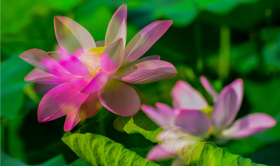 夏季最美荷花在哪里,山东最漂亮的荷花
