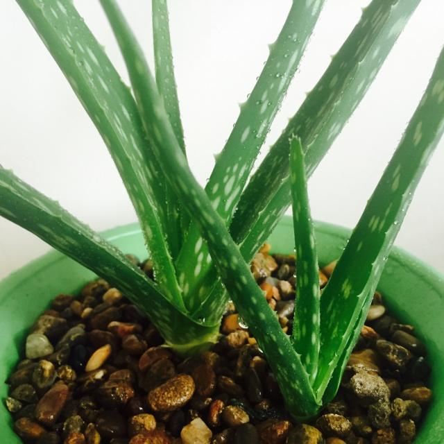 养芦荟怎么修剪好看,夏季养芦荟施什么肥最好最旺