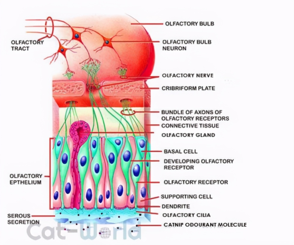 猫薄荷为什么会让猫神魂颠倒,猫薄荷到底有多吸引猫