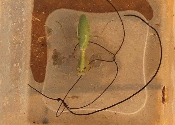 铁线虫会寄生人类吗,人类被铁线虫寄生会被控制吗