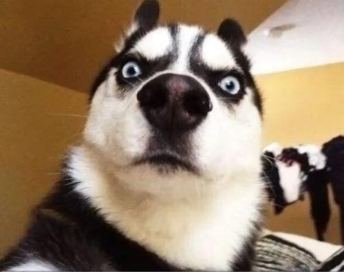 狗鼻子湿说明生病不严重吧,狗狗鼻子不湿润就是有病还没好吗