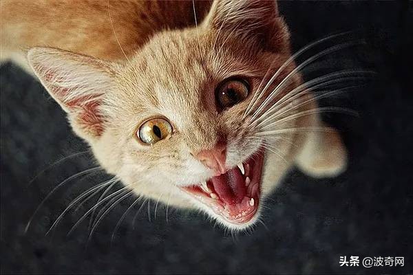 拉猫尾巴拉稀的原因,猫咪拽尾巴拉稀是真的吗