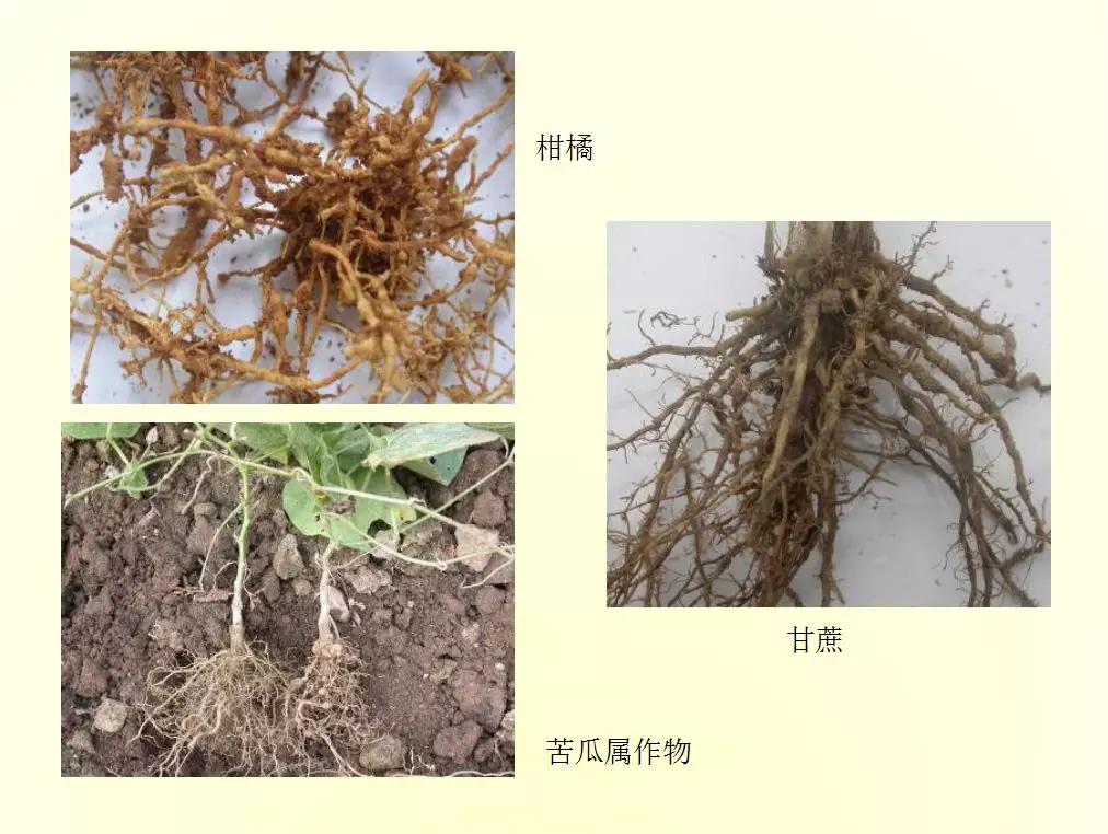 根结线虫病害及治疗方法,根结线虫危害全过程