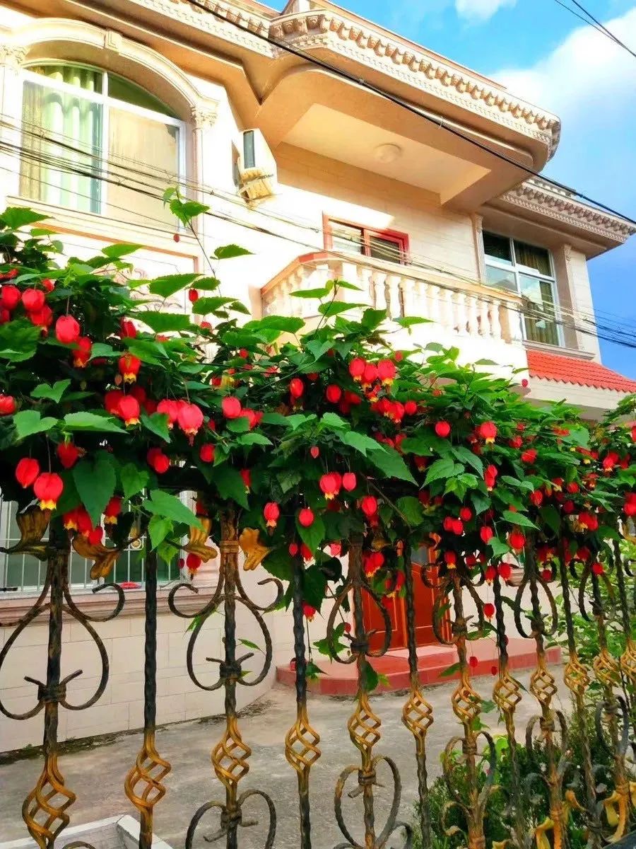 适合新手养的灯笼花,灯笼花用什么花盆栽最好