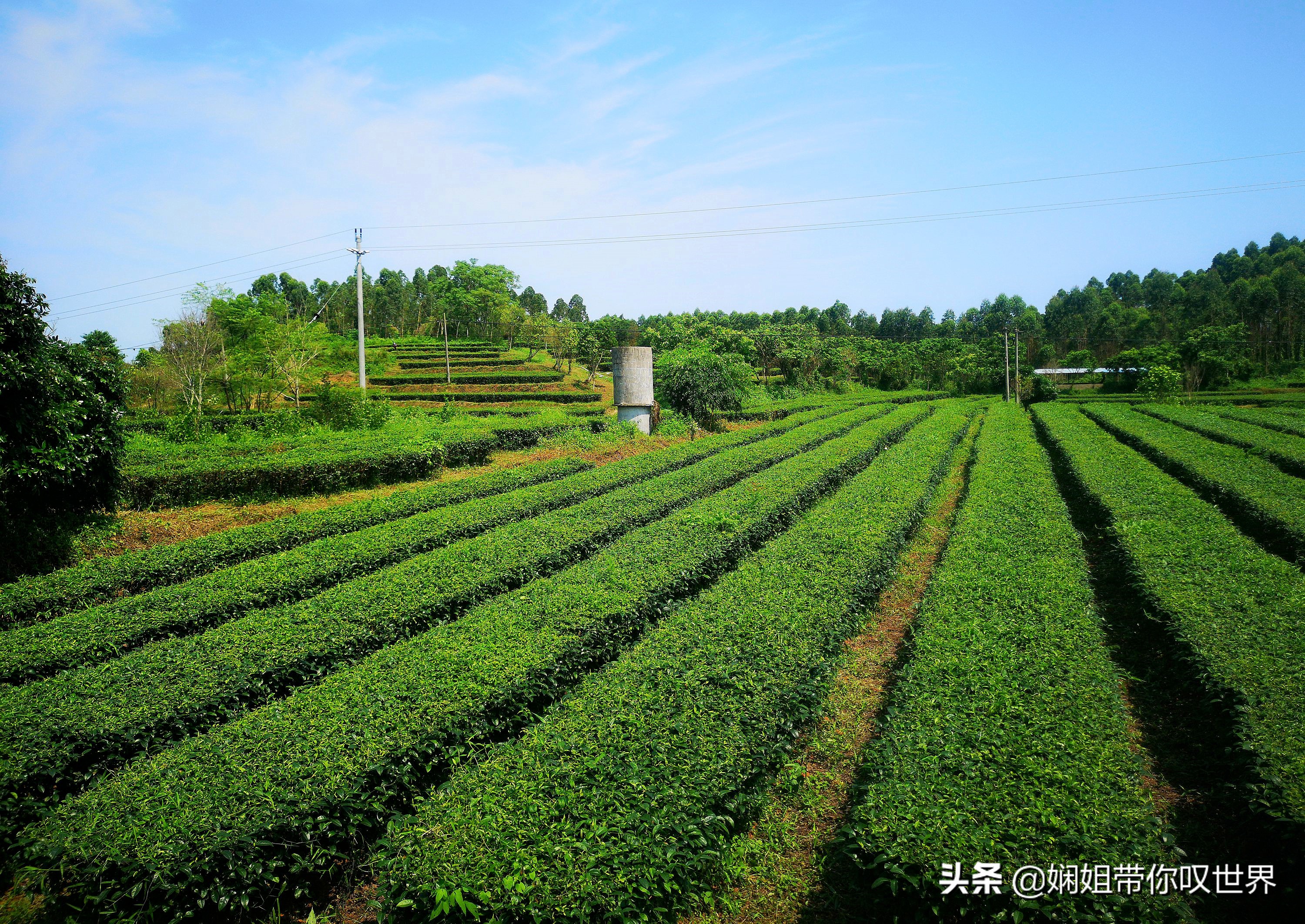 最美人间四月天赏读,最美人间四月天限时品鉴