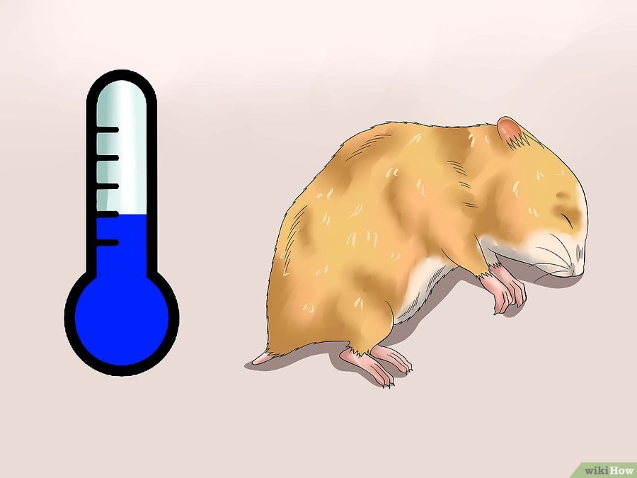 仓鼠趴着一动不动是什么意思,仓鼠怎么一动不动