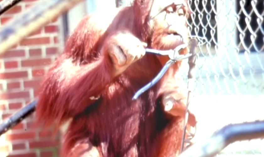 一只上过大学的猩猩试图成为人类，但现实给了它一记重锤