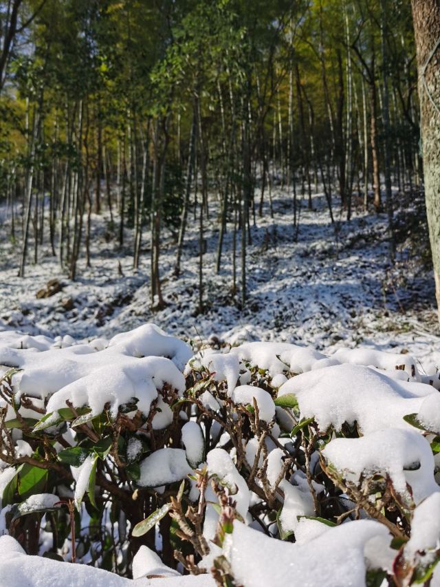 清新大自然竹林风景视频,宜兴竹海风景区图片欣赏