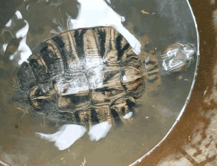 巴西龟在哪里泛滥成灾呢,巴西龟是泛滥物种为什么不吃掉它