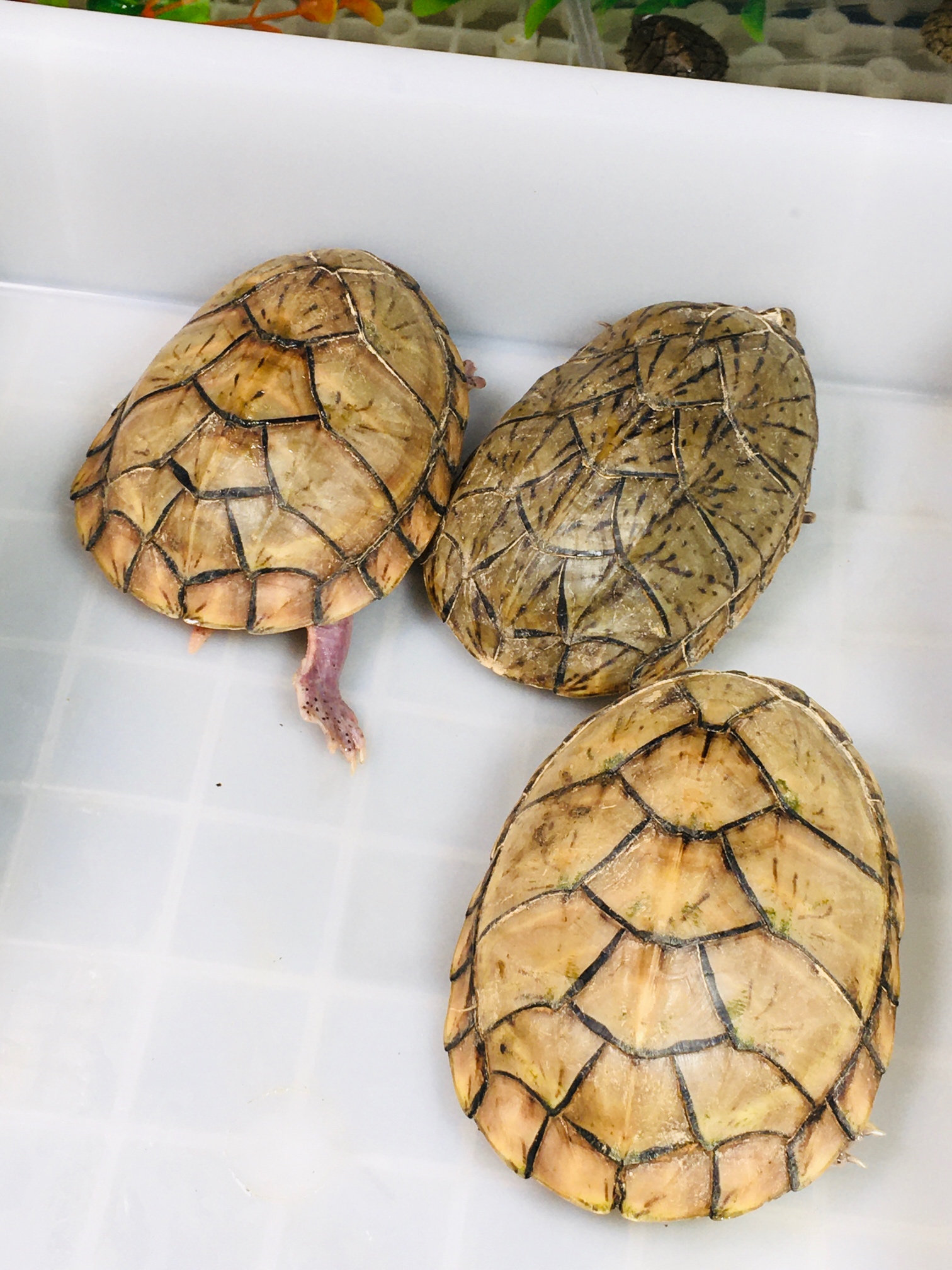 龟生病喂什么药好得快,幼年龟怎么喂药好用一点