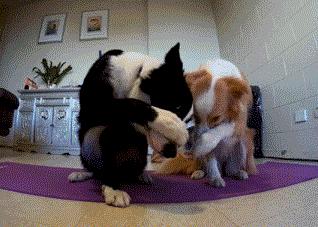 秃头边牧照片,黑眼圈秃头边牧