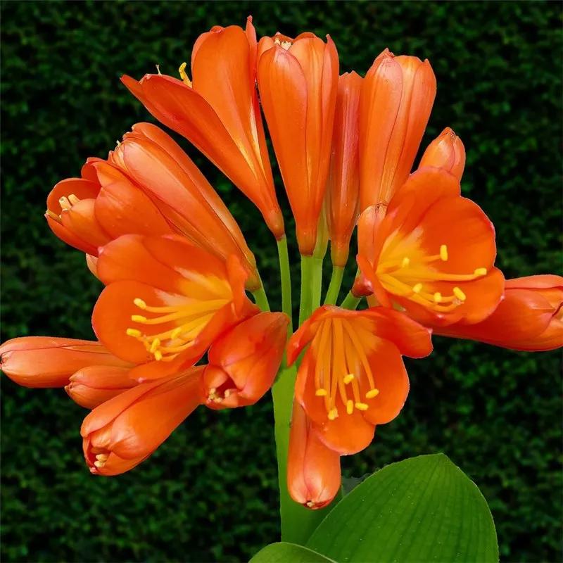 2019真实鲜花图片,2023鲜花爆款图文