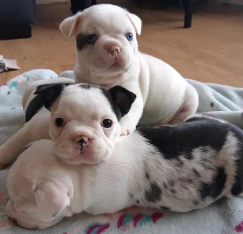 泰迪狗狗感冒怎么办呢,狗狗感冒流鼻涕怎么办