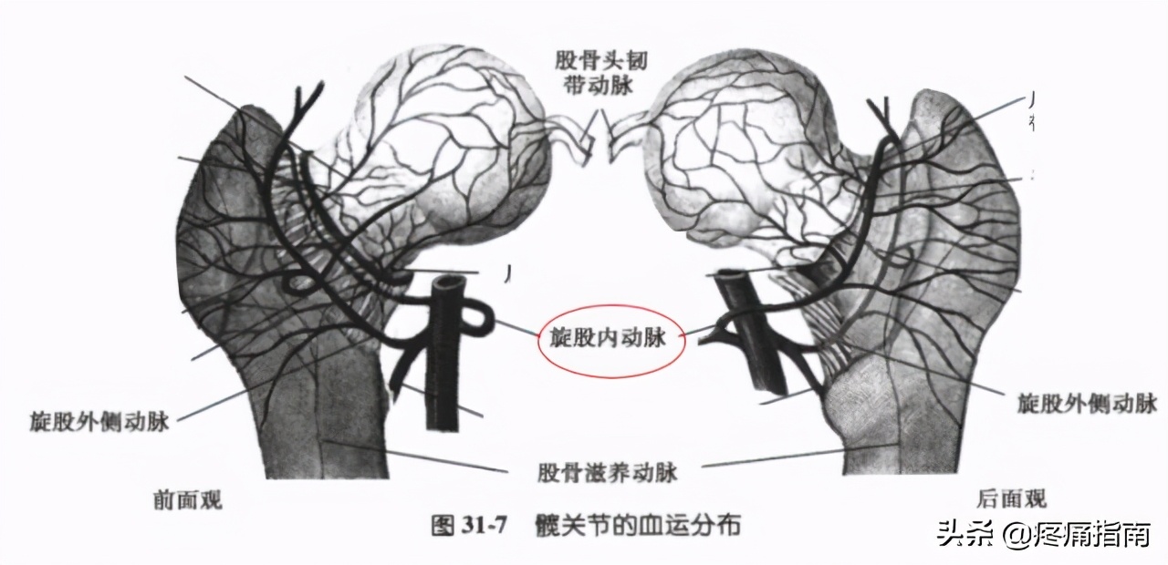 夏天无注射液能治疗骨头坏死吗,骨头坏死用针刀镜有用么