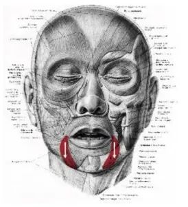 facs的全称是什么,facs面部编码系统