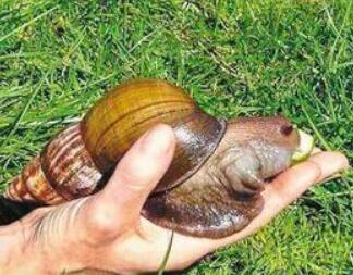 世界上最大的蜗牛能长到多大,世界上最大的蜗牛的天敌