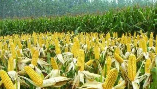 缅甸投资最佳项目,缅甸掸邦的经济发展得怎么样