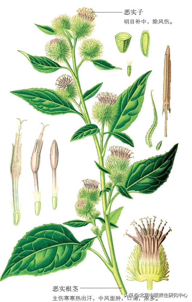 治疗恶癣的草药,中药材恶实根的别名是什么