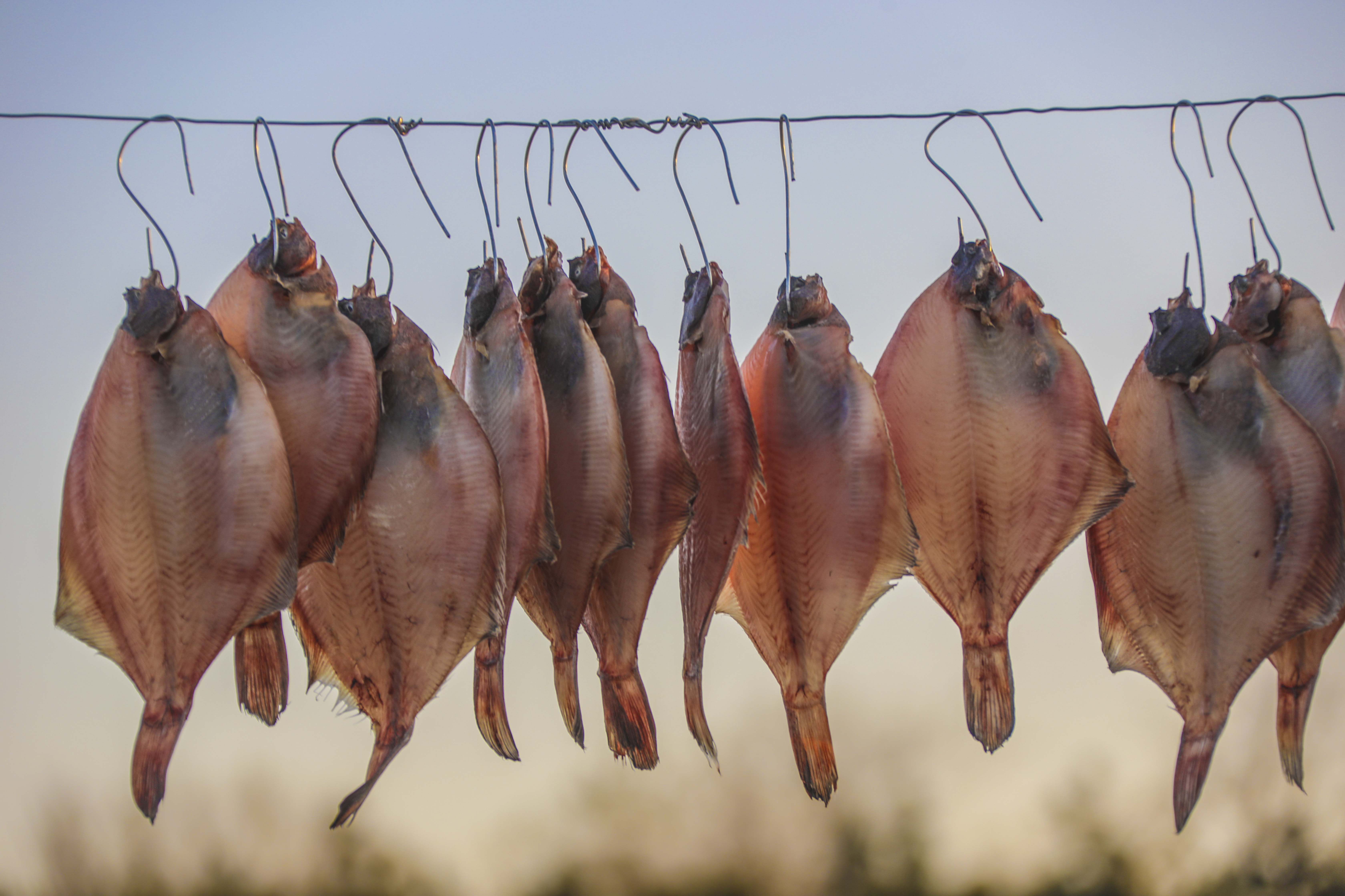 大海蔚蓝簇拥着的贡口村，灵动着纯美，播养海参和剥扇贝别具风情