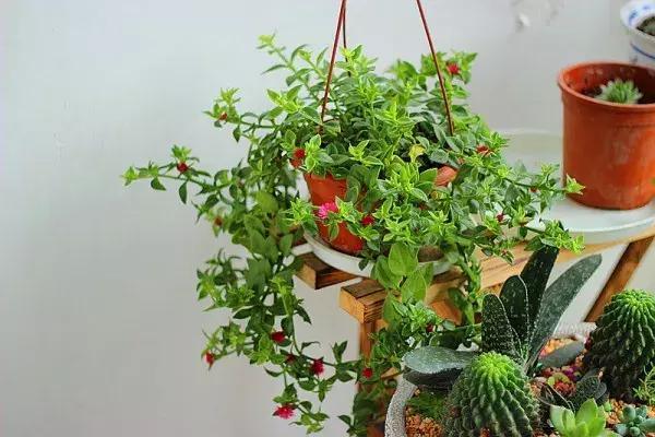 适合新手养的漂亮植物，价格便宜还好养活，来看看有没有你喜欢的