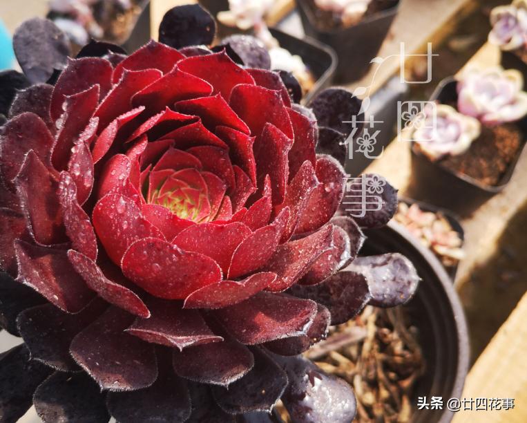 哪些多肉冬季怕冻,什么多肉抗冷耐寒好养