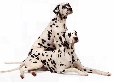 每日一犬,大麦町犬和小麦町犬的区别