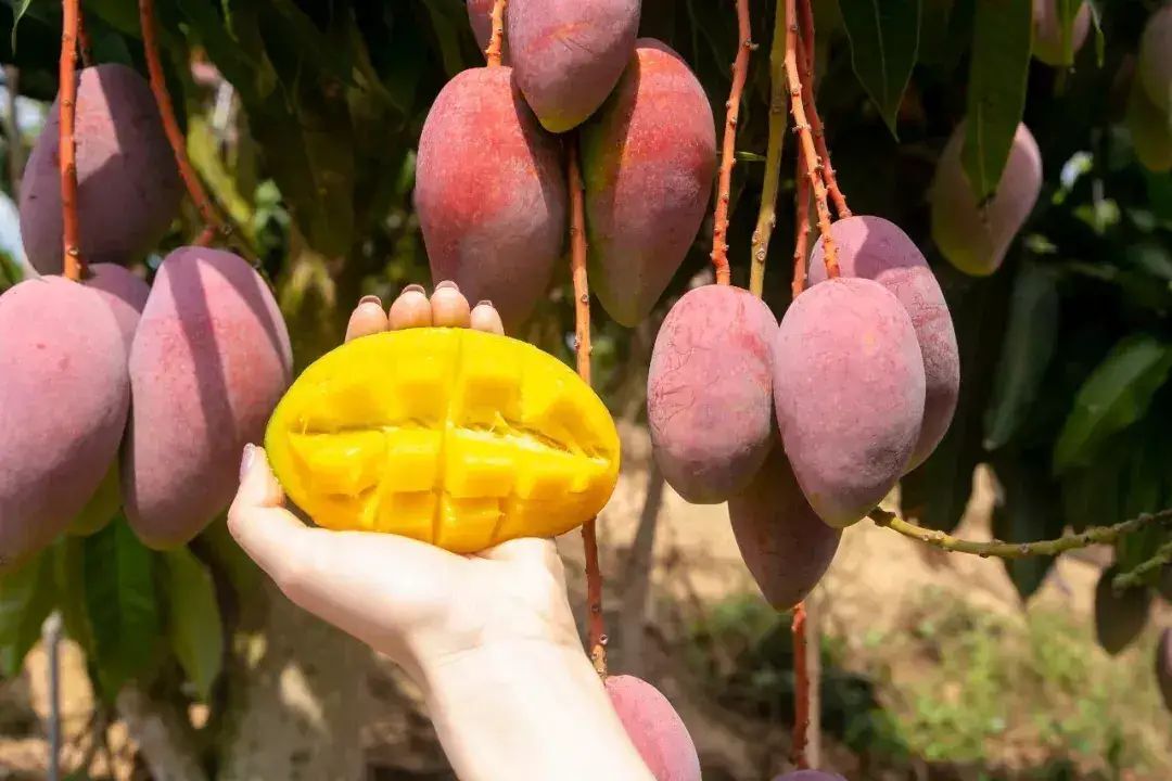 520第一次送女朋友什么礼物最用心,520送什么礼物给女友学生党