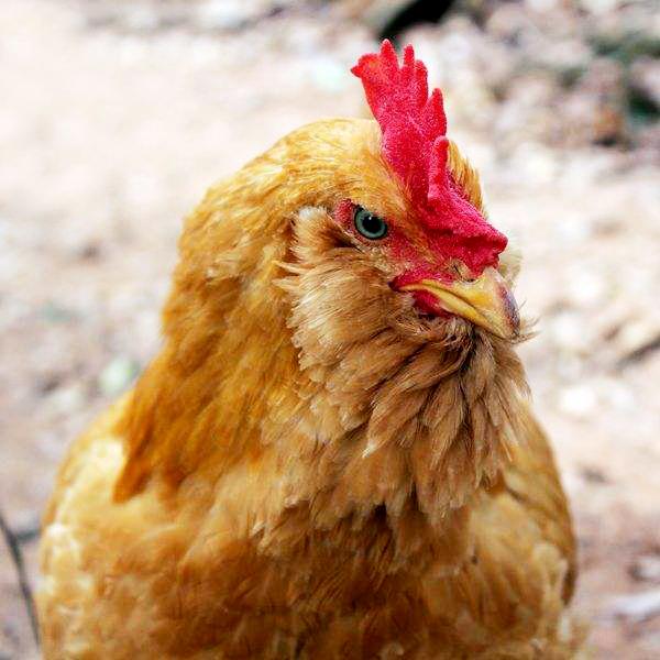 龙门胡须鸡做法视频,正宗龙门胡须鸡绝对正品