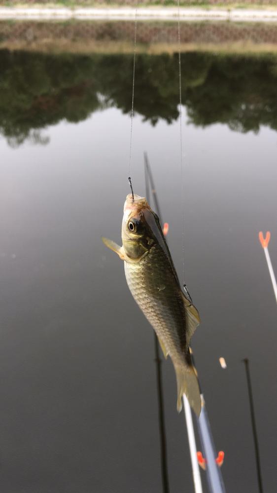 太极宗师轻禅版鱼竿,太极宗师鱼竿本汀