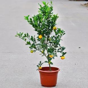 盆栽桔子树怎么养才能开花结果,硕果满枝的桔子树