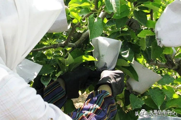 日本苹果种植现状,为什么日本苹果质量比中国的好