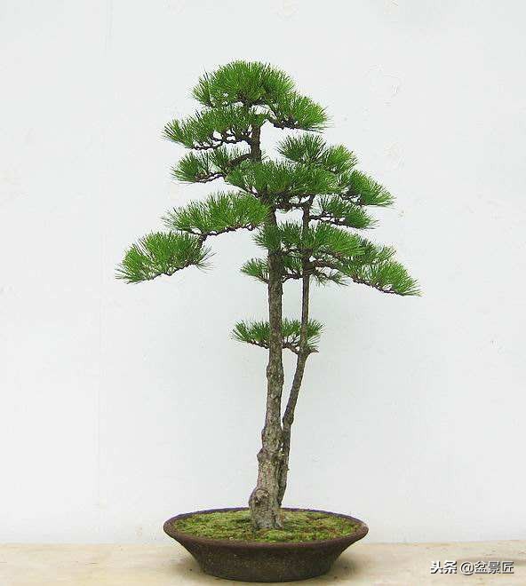 松柏盆景叶子黄了怎么办,松树盆景的松针发黄