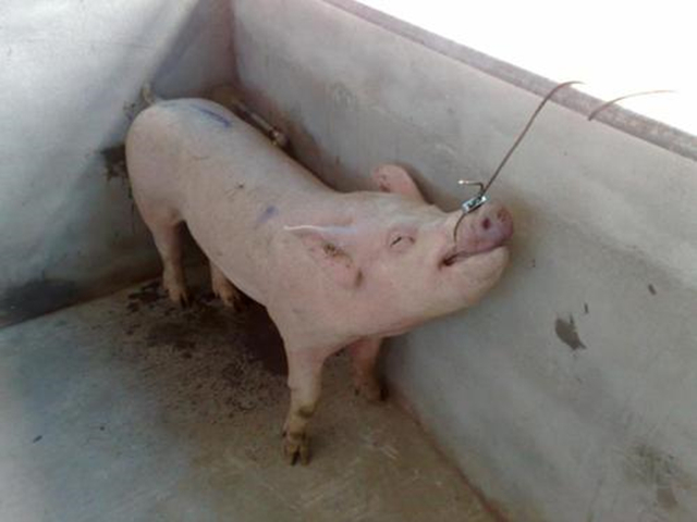 猪感染了非瘟不吃料开始排毒了吗,猪反反复复发烧不食是什么病