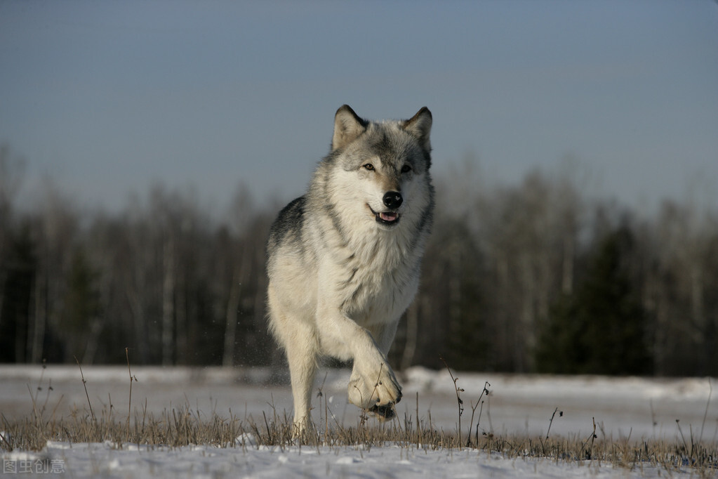 狼孩4：大荒沟中有座“狼母碑”，铭记着人间崇奉的道德恩义