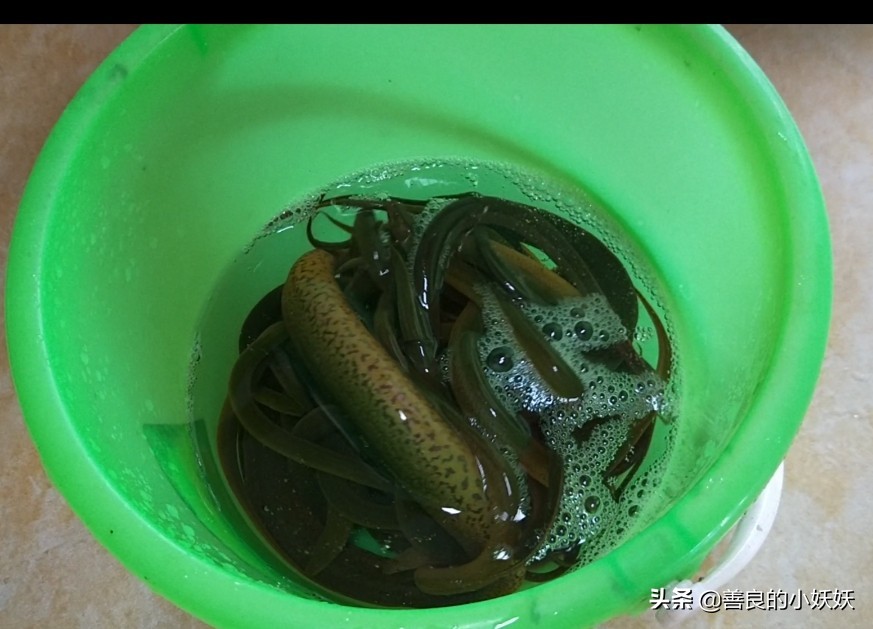 四川名菜盘龙黄鳝怎么烹制更好吃,野生黄鳝盘龙鳝的做法